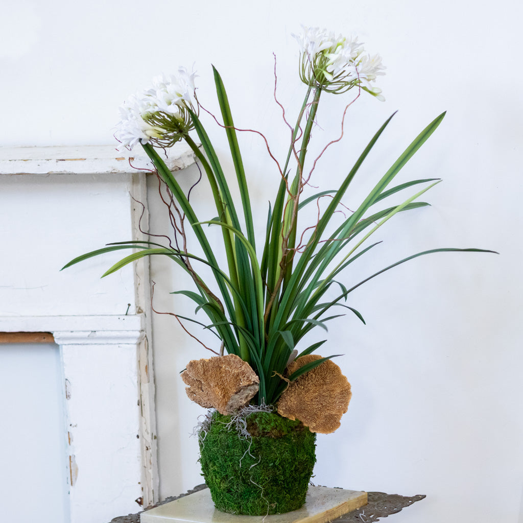 Double White Agapanthus Drop In