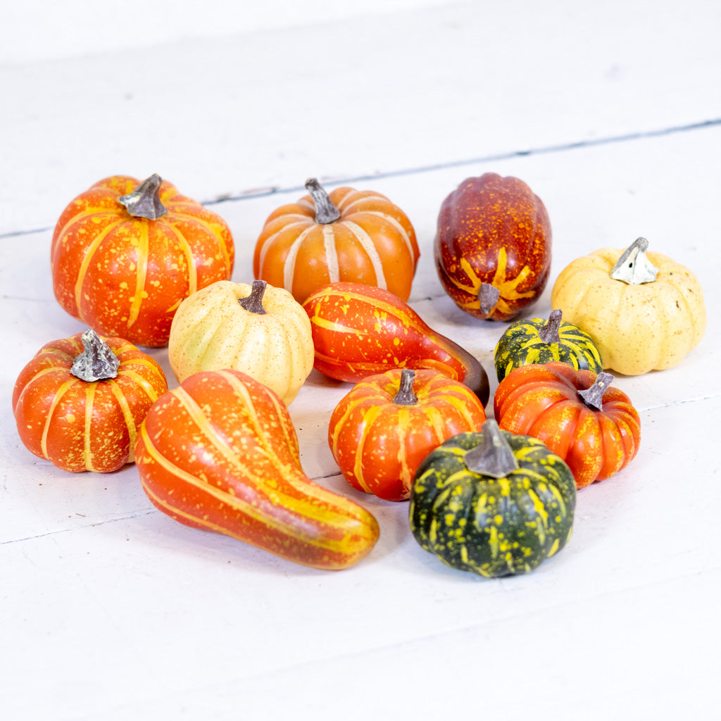 Mixed Harvest Pumpkin Gourds Box of Twelve