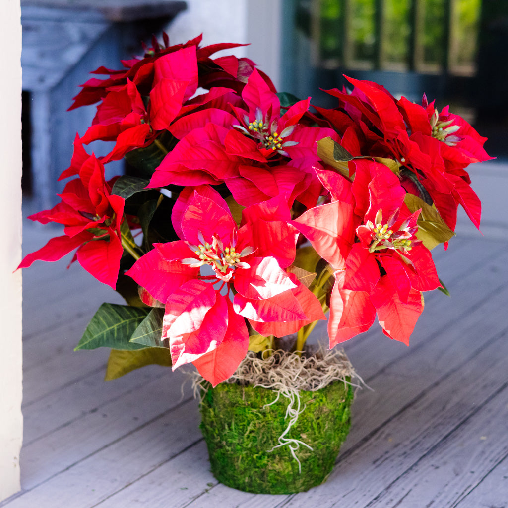 Red Poinsettia Double in Moss Pot