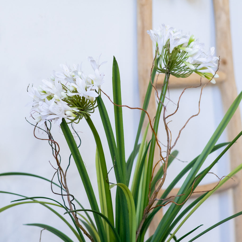 Double White Agapanthus Drop In