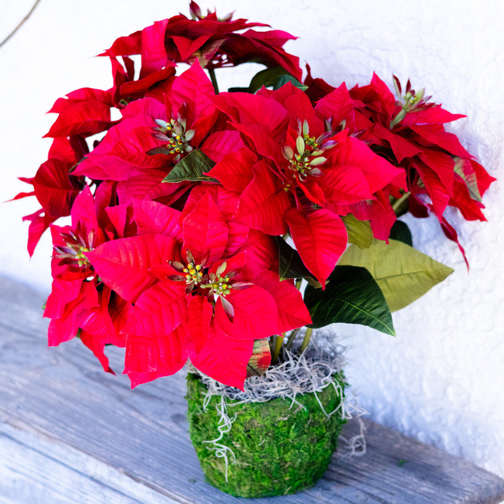 Red Poinsettia Double in Moss Pot