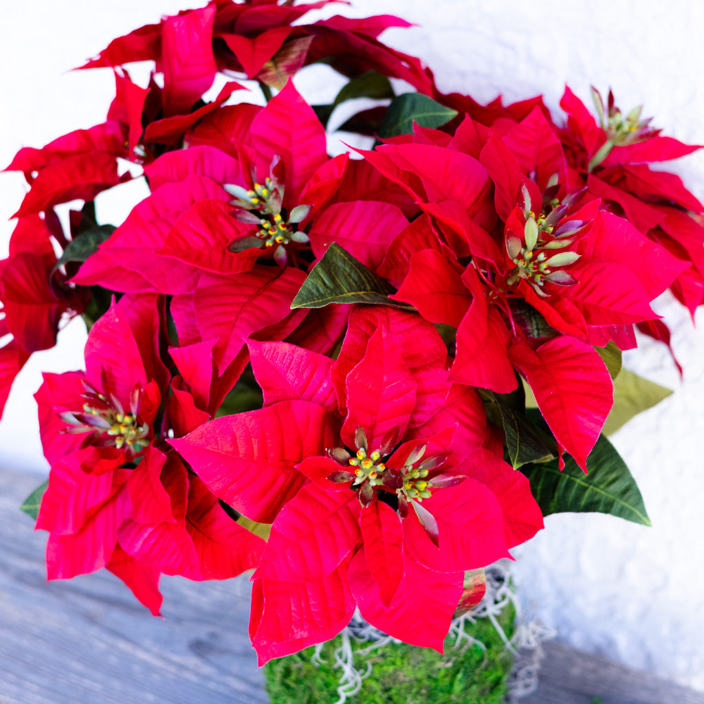 Red Poinsettia Double in Moss Pot