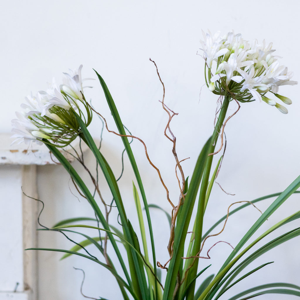 Double White Agapanthus Drop In