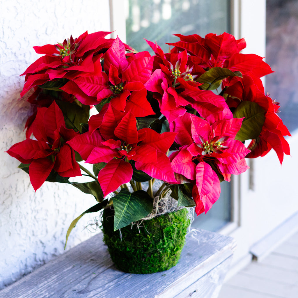 Red Poinsettia Double in Moss Pot