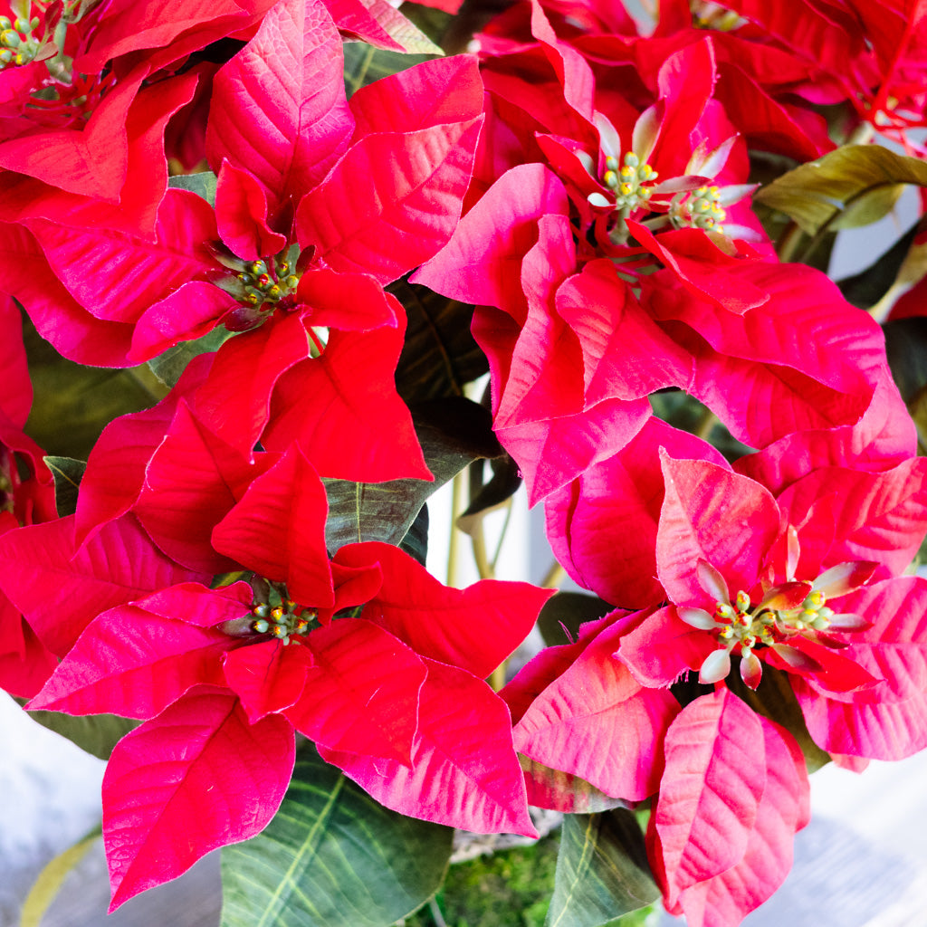 Red Poinsettia Double in Moss Pot