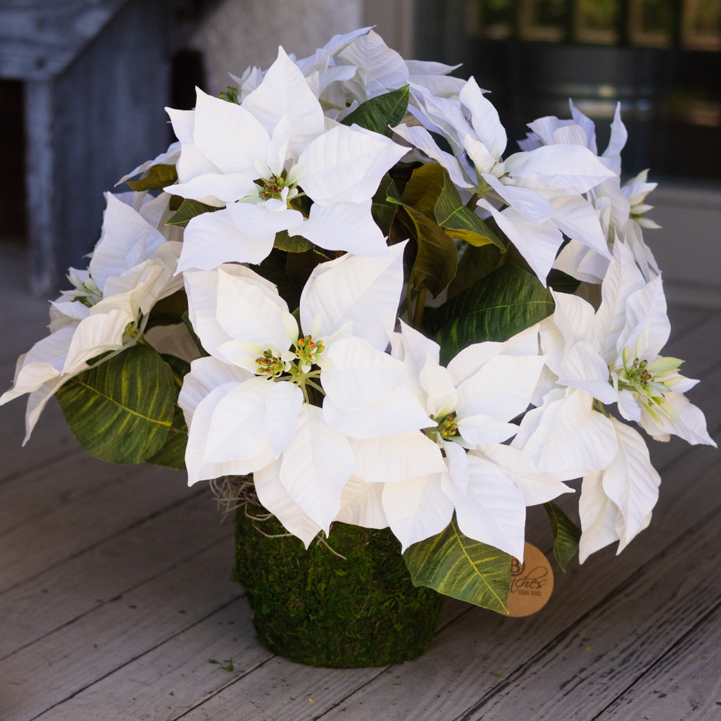 White Poinsettia Double in moss pot