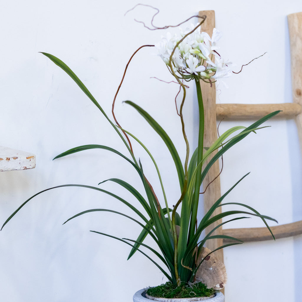 Single White Agapanthus Drop In