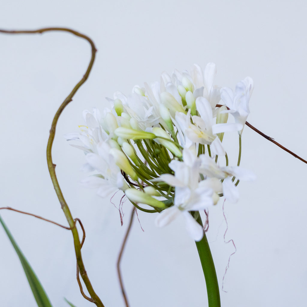 Single White Agapanthus Drop In