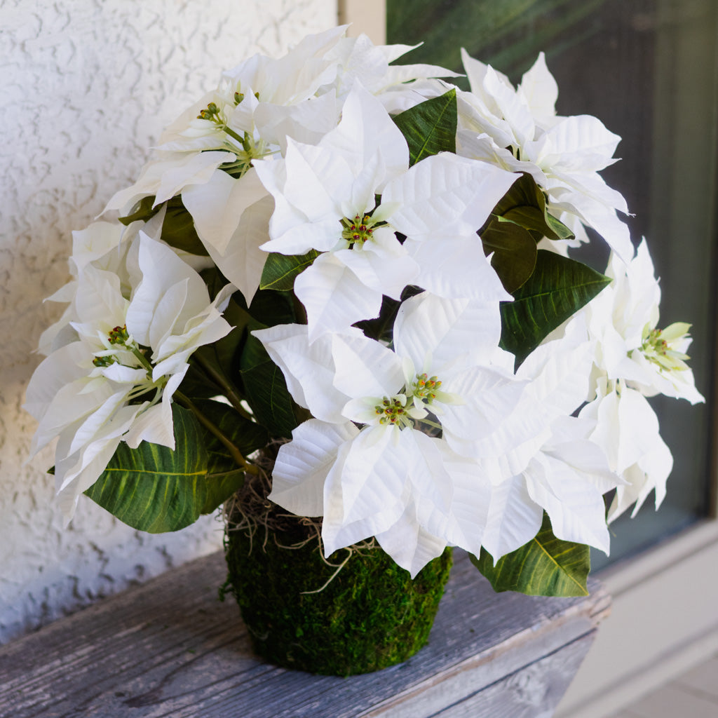 White Poinsettia Double in moss pot