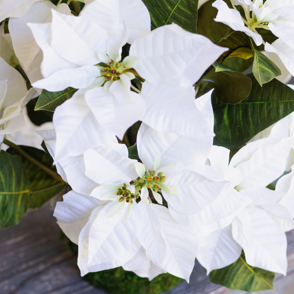 White Poinsettia Double in moss pot