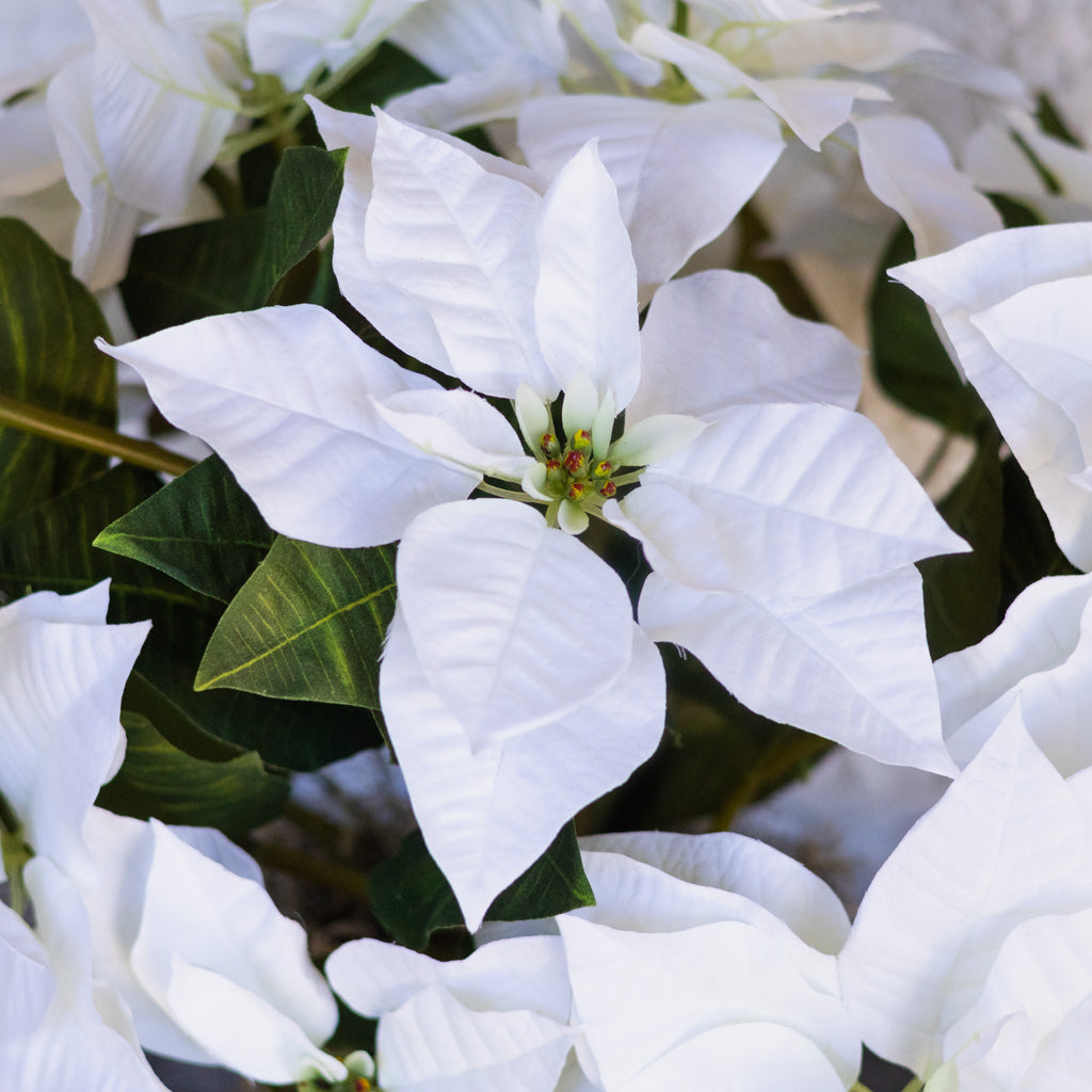 White Poinsettia Double in moss pot