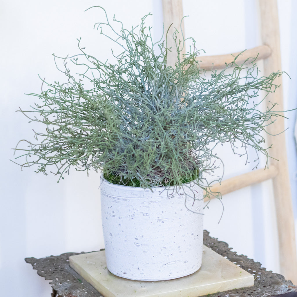 Green Budding Bush Drop In