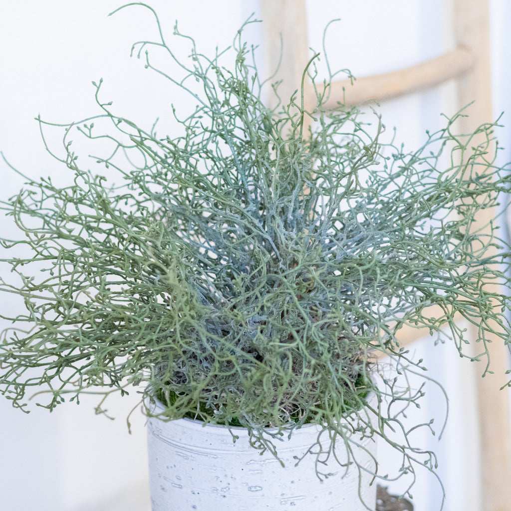 Green Budding Bush Drop In