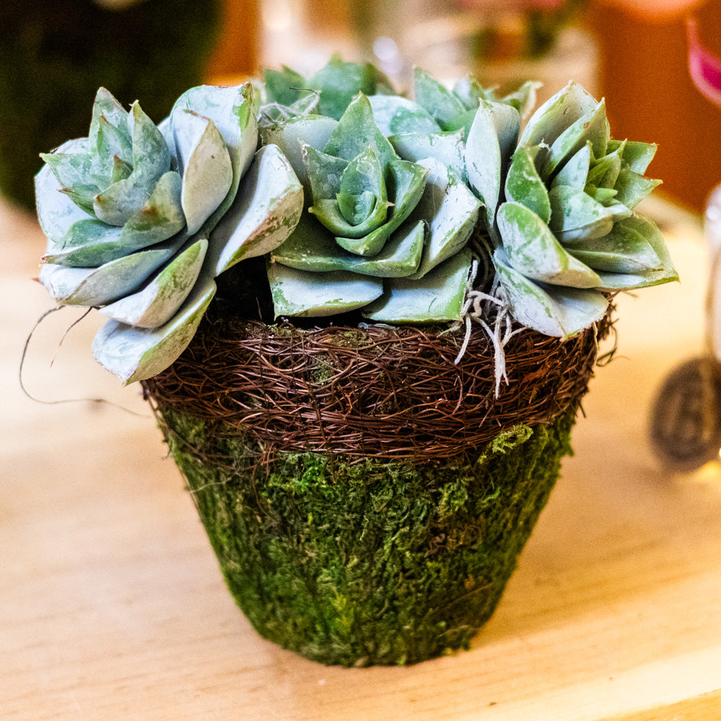 Triple Rosetta Moss Pot Drop In