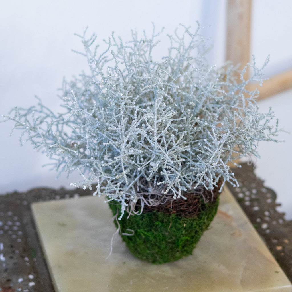 Spanish Moss Bush Drop In