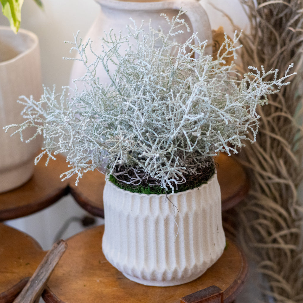 Spanish Moss Bush Drop In