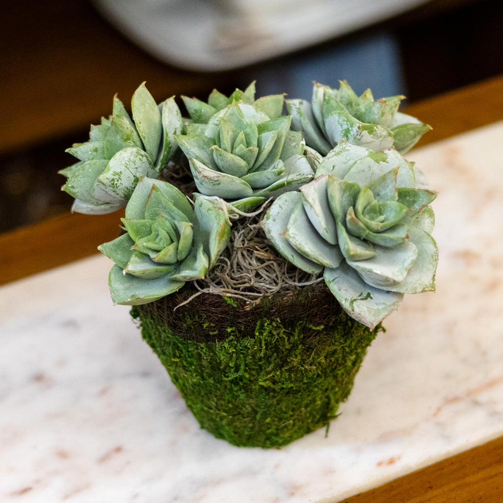 Triple Rosetta Moss Pot Drop In