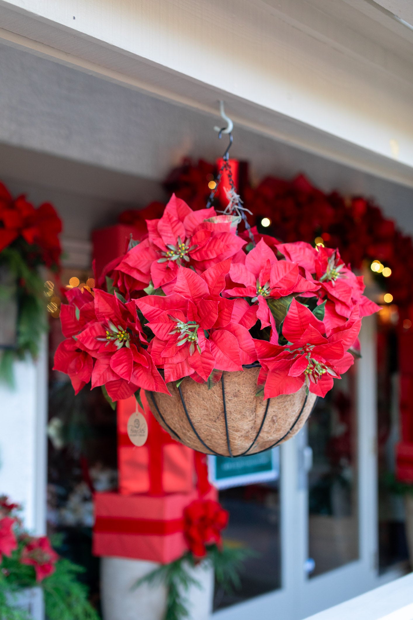 Red Poinsettia Hanging Basket