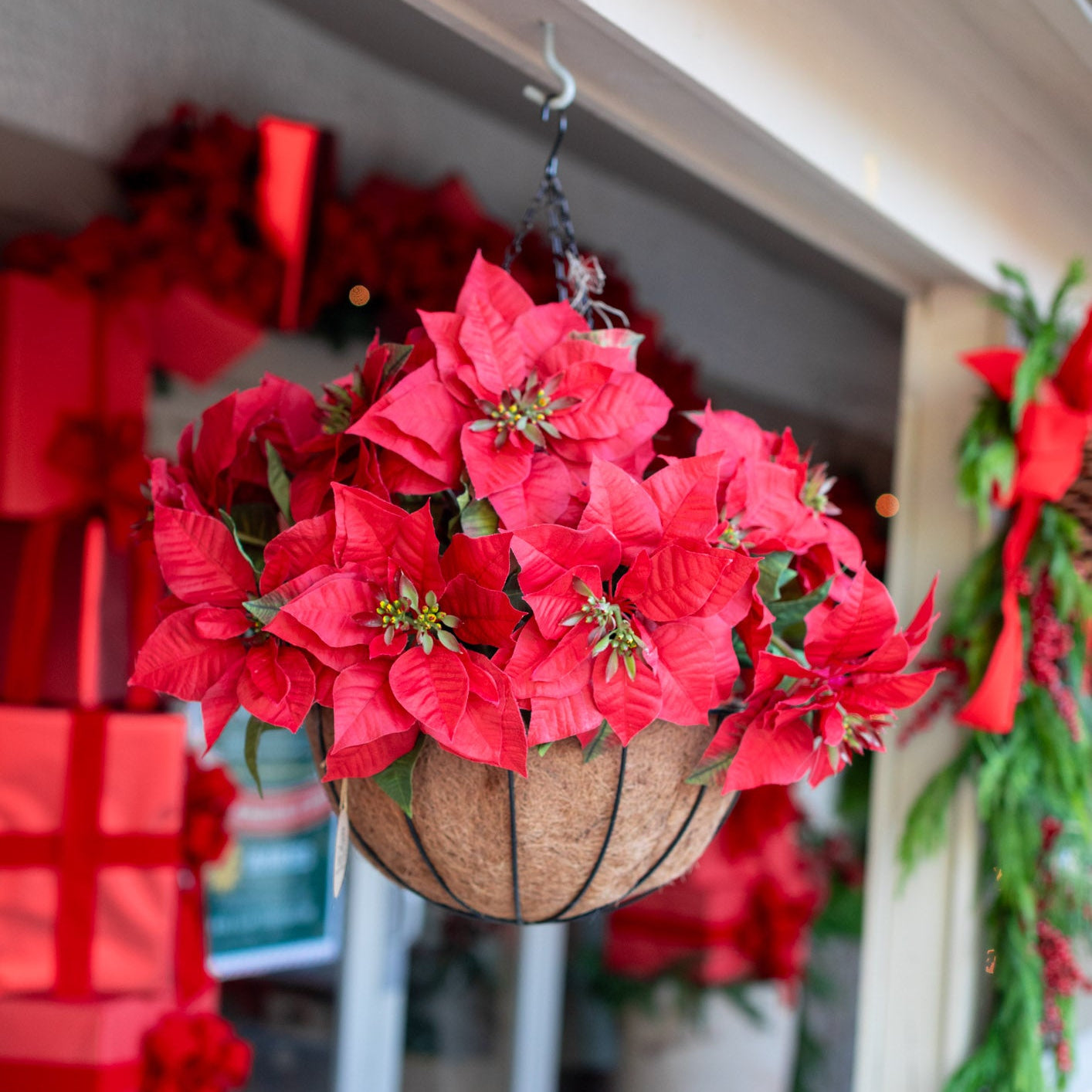 Red Poinsettia Hanging Basket