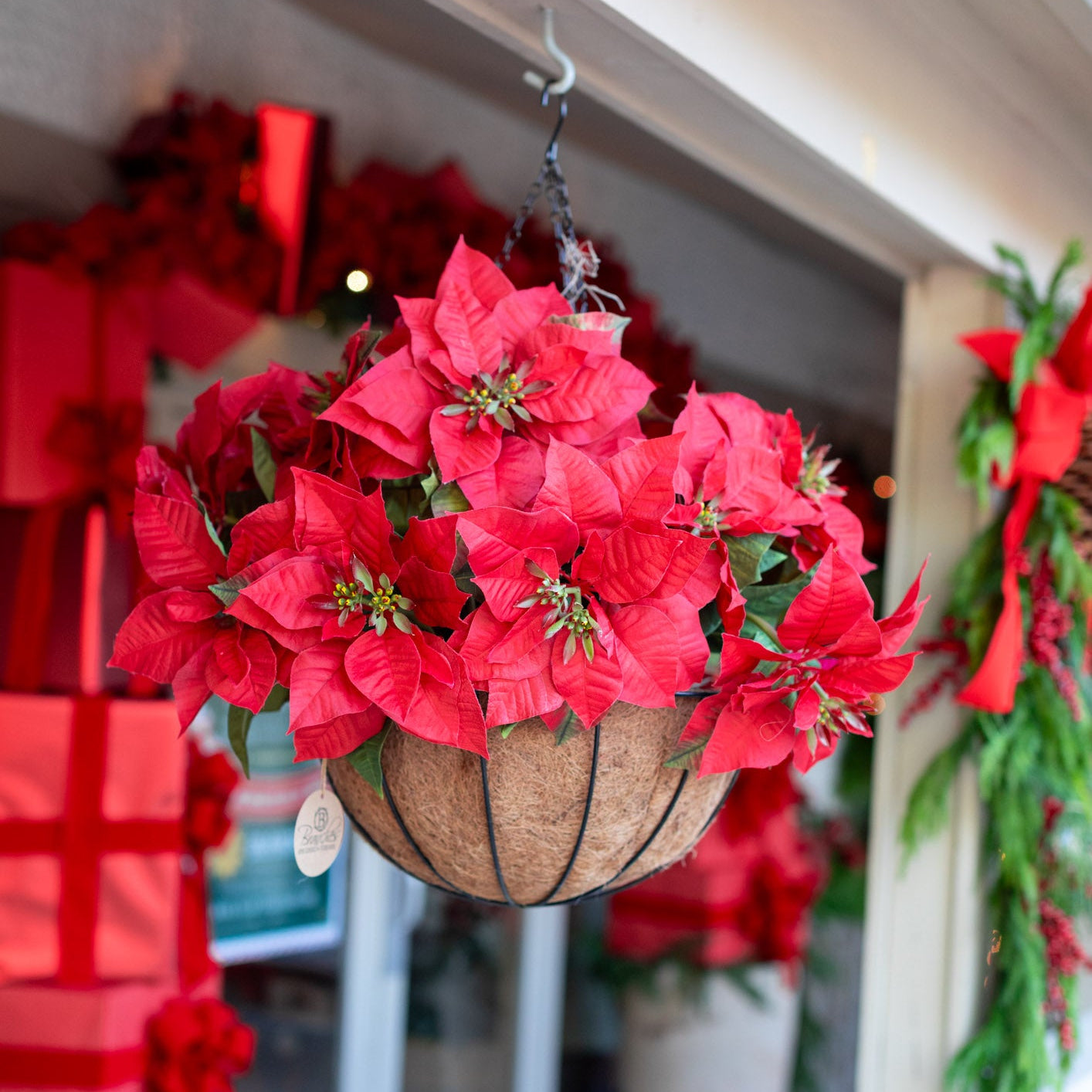 Red Poinsettia Hanging Basket