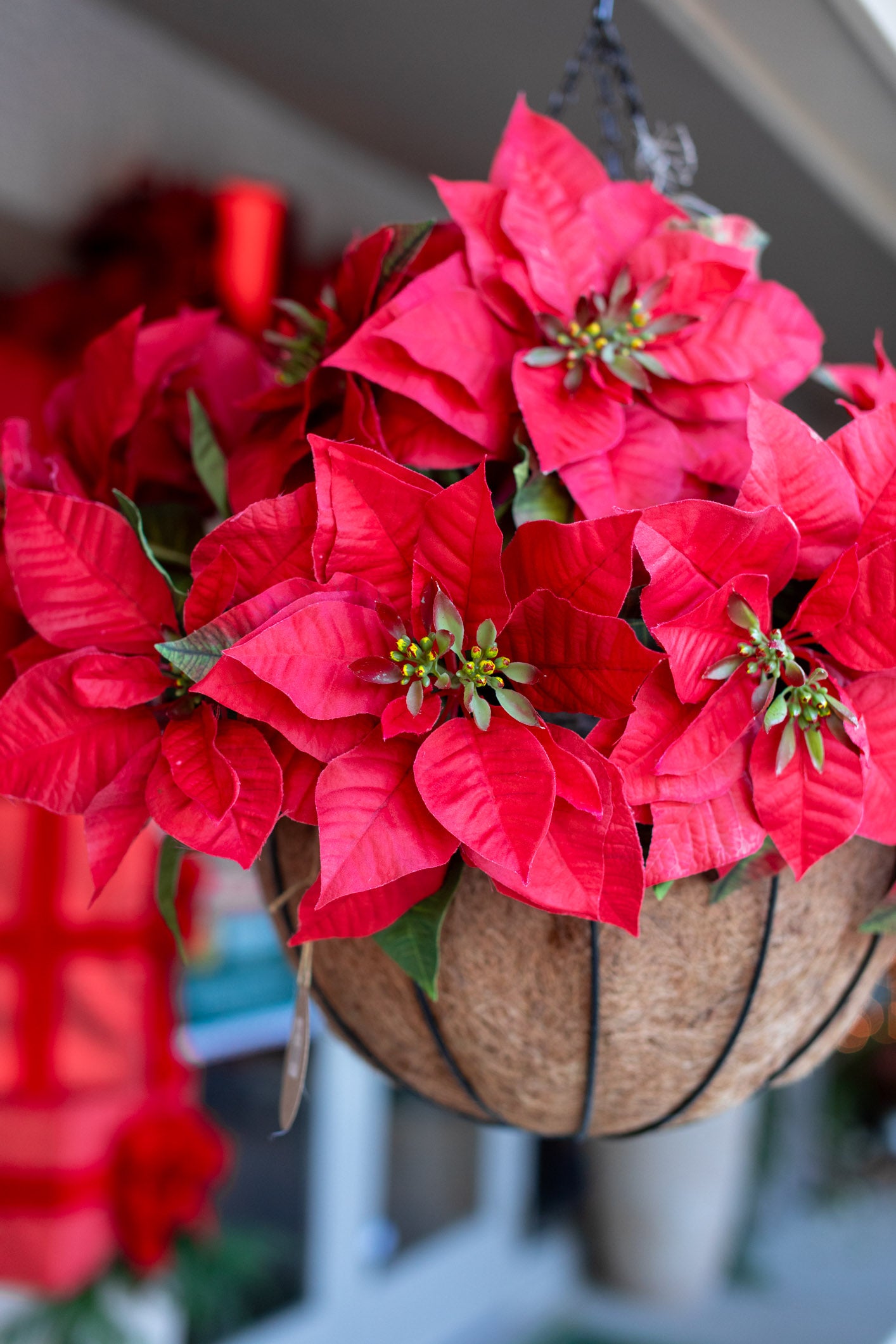 Red Poinsettia Hanging Basket