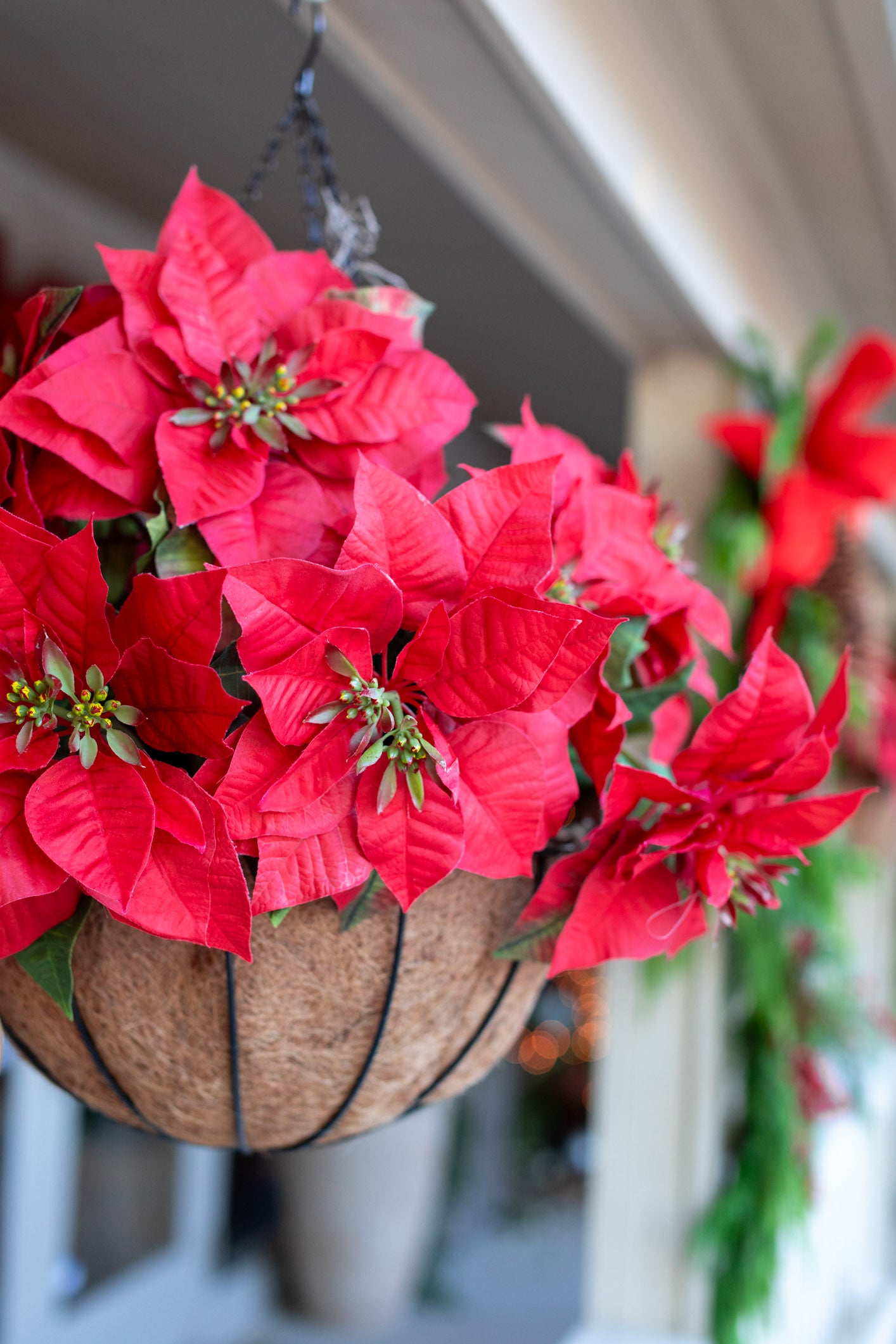 Red Poinsettia Hanging Basket