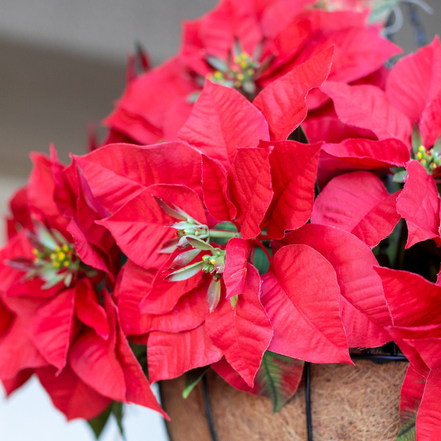 Red Poinsettia Hanging Basket