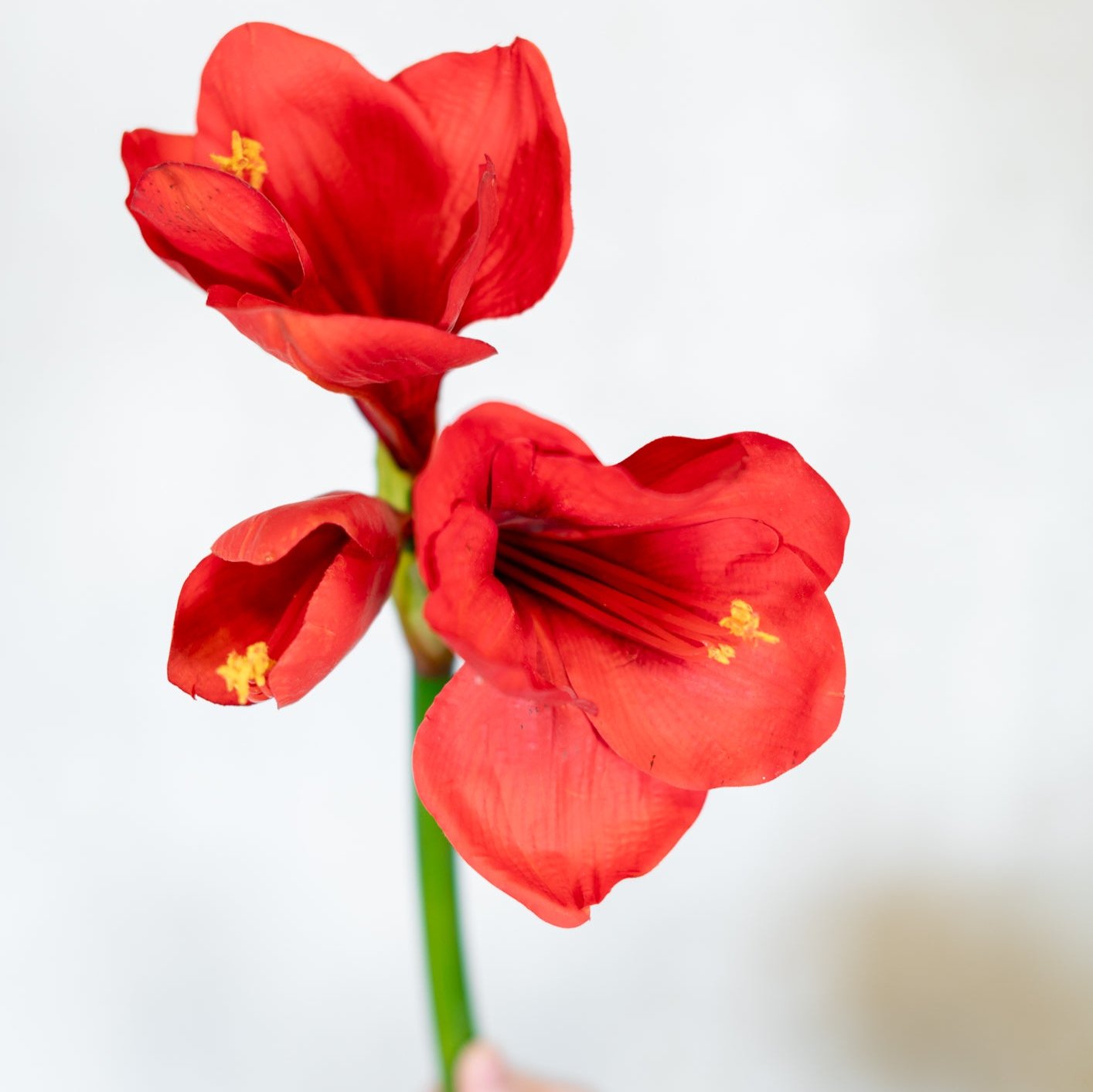 Amaryllis Red Two Full Blooms with Bud