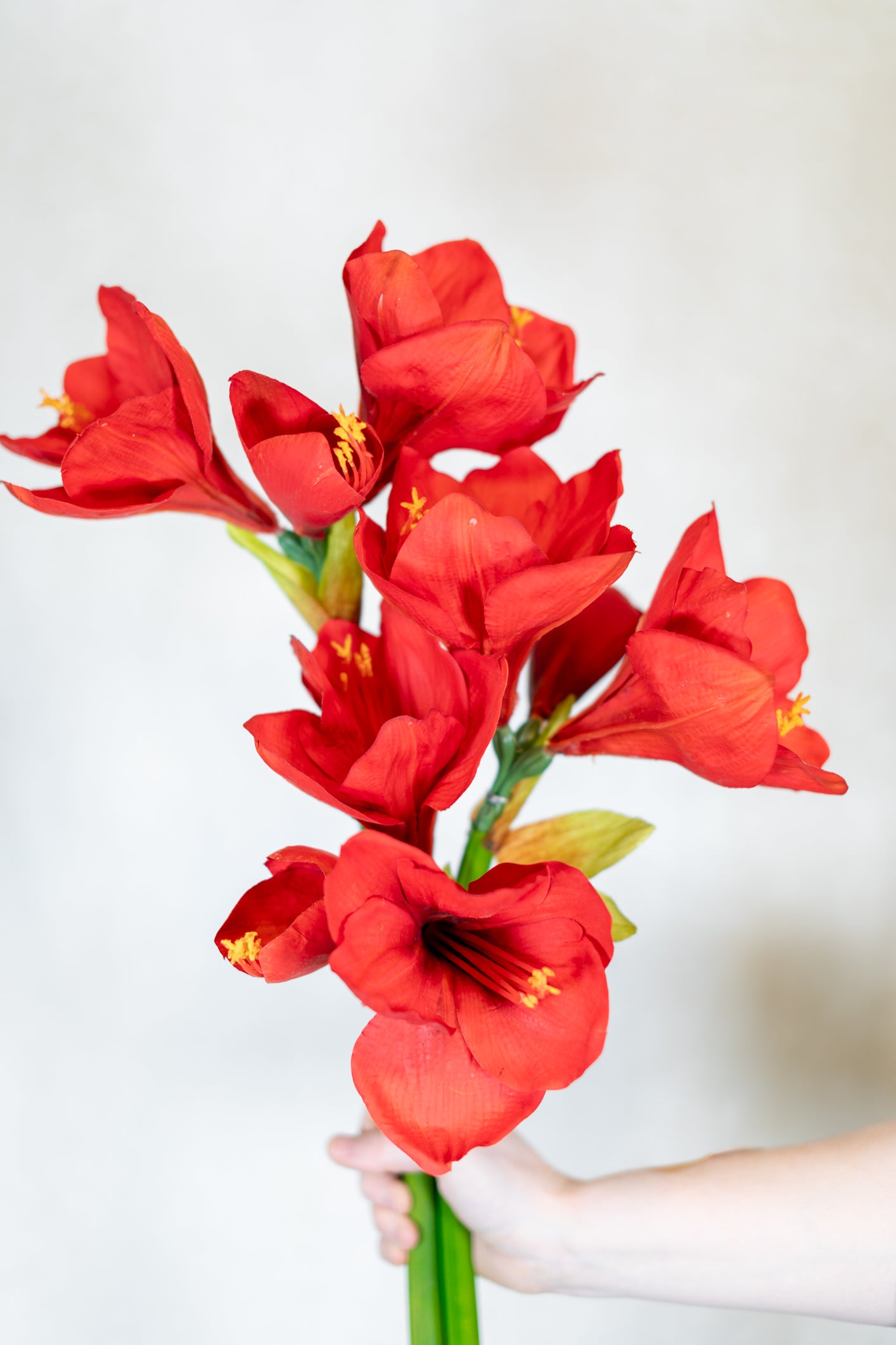 Amaryllis Red Two Full Blooms with Bud