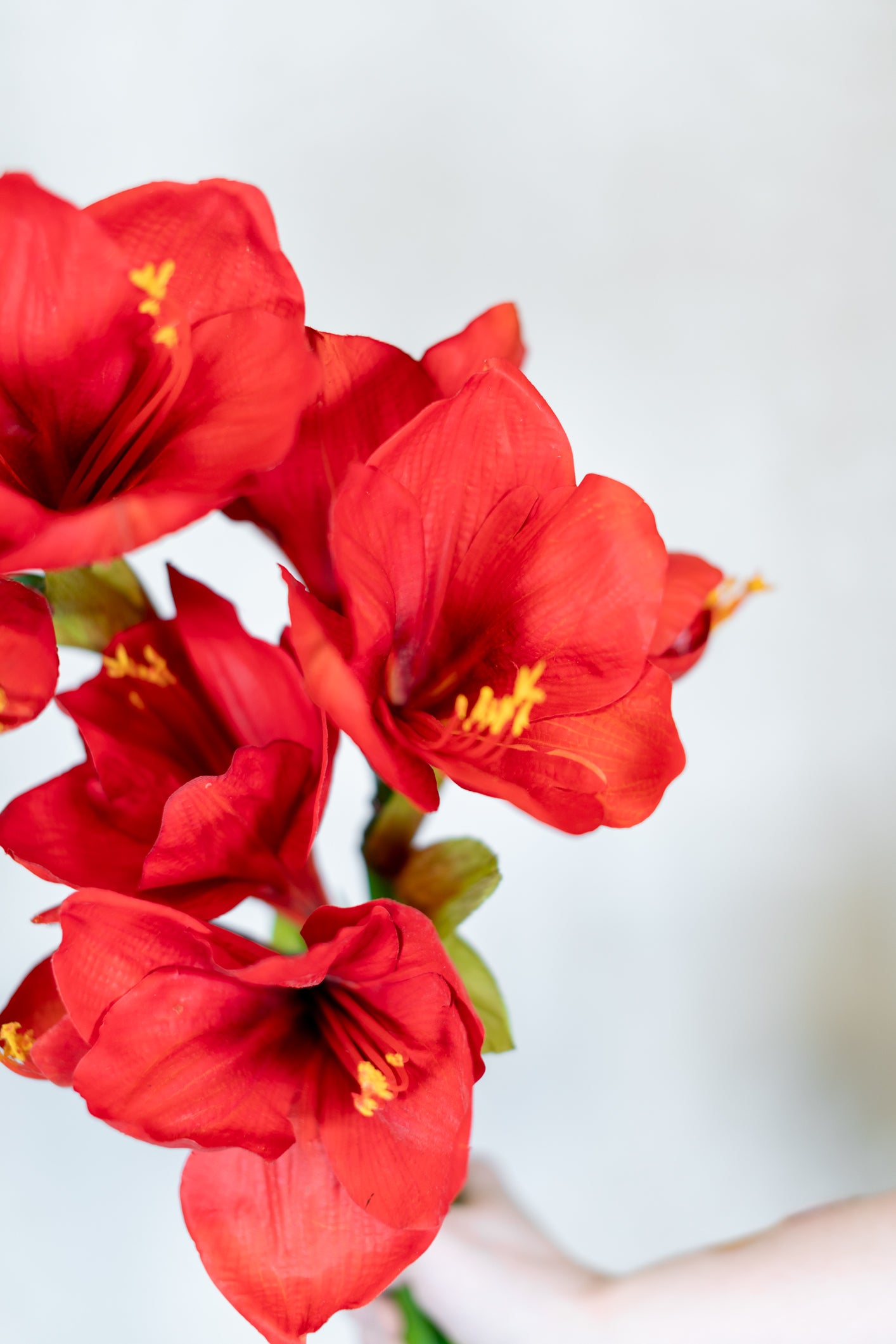 Amaryllis Red Two Full Blooms with Bud