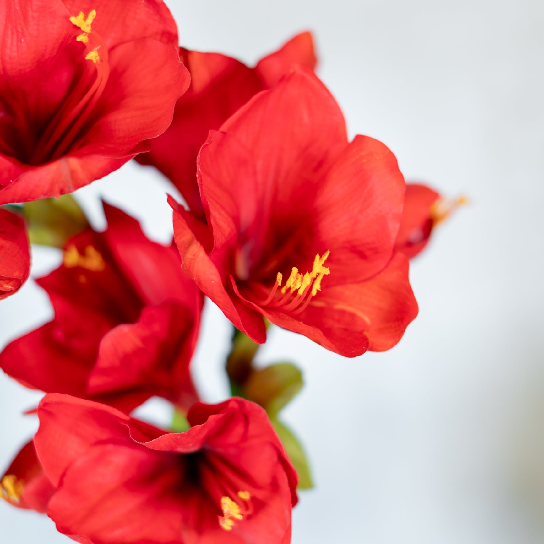 Amaryllis Red Two Full Blooms with Bud