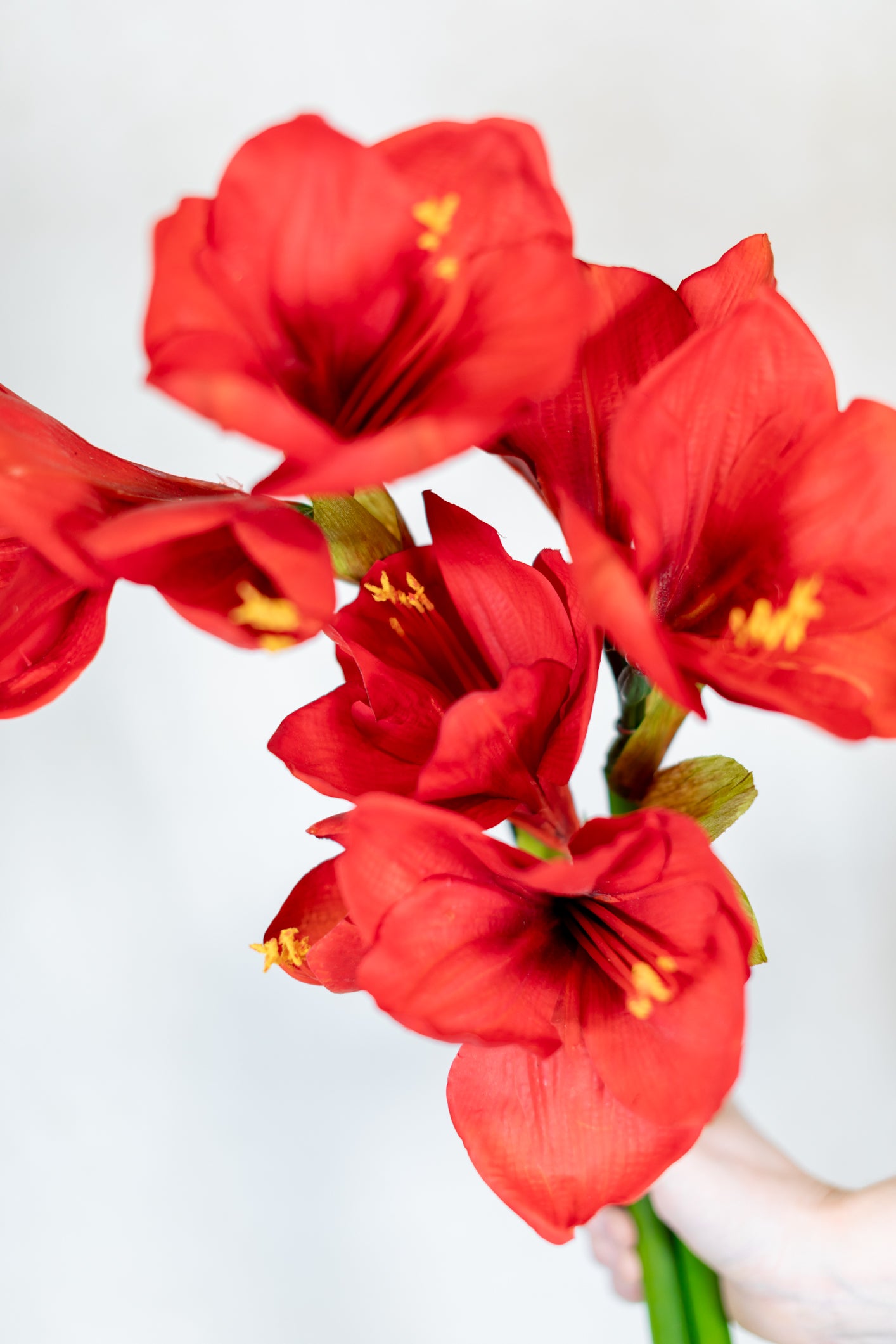 Amaryllis Red Two Full Blooms with Bud