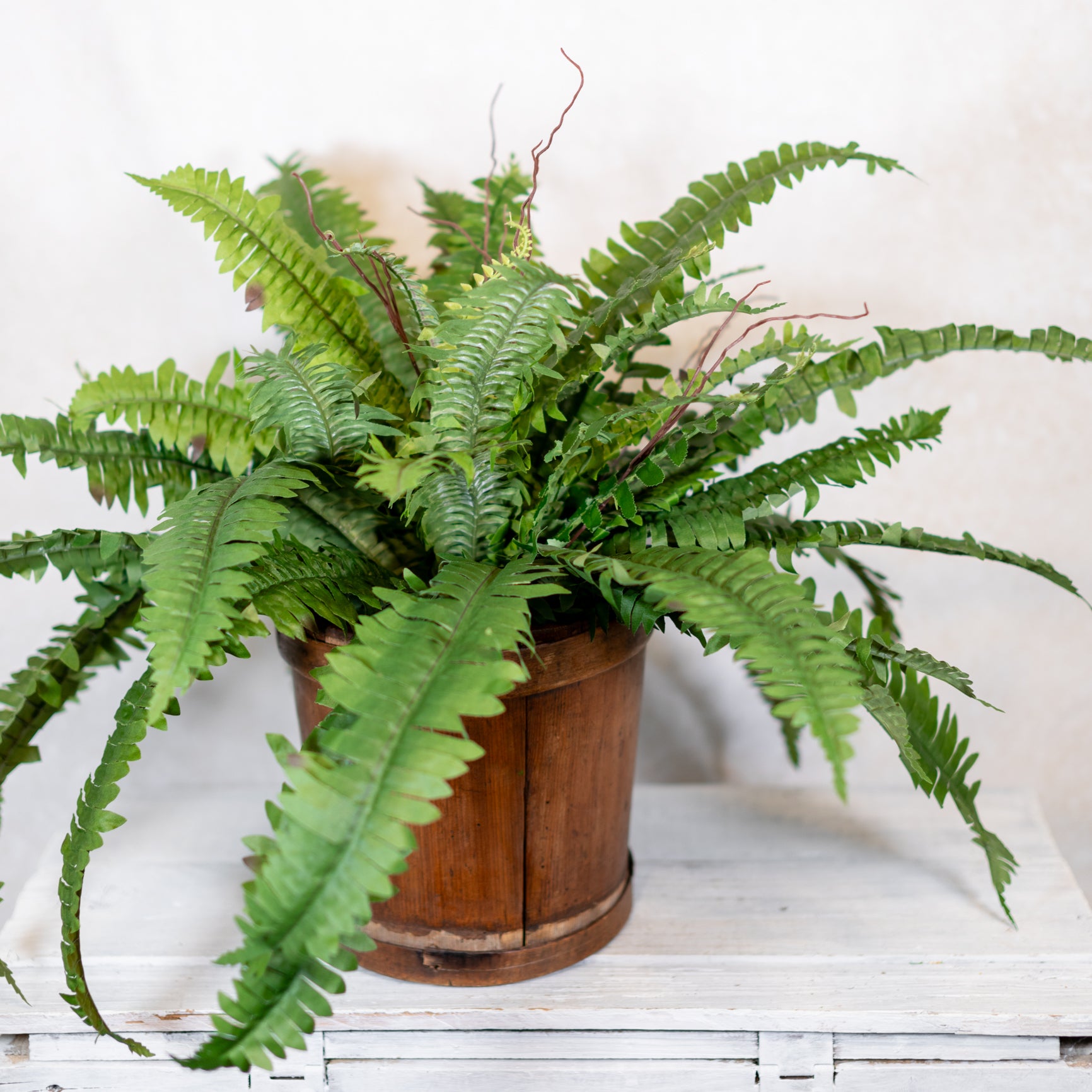 Boston Fern Estate Medium