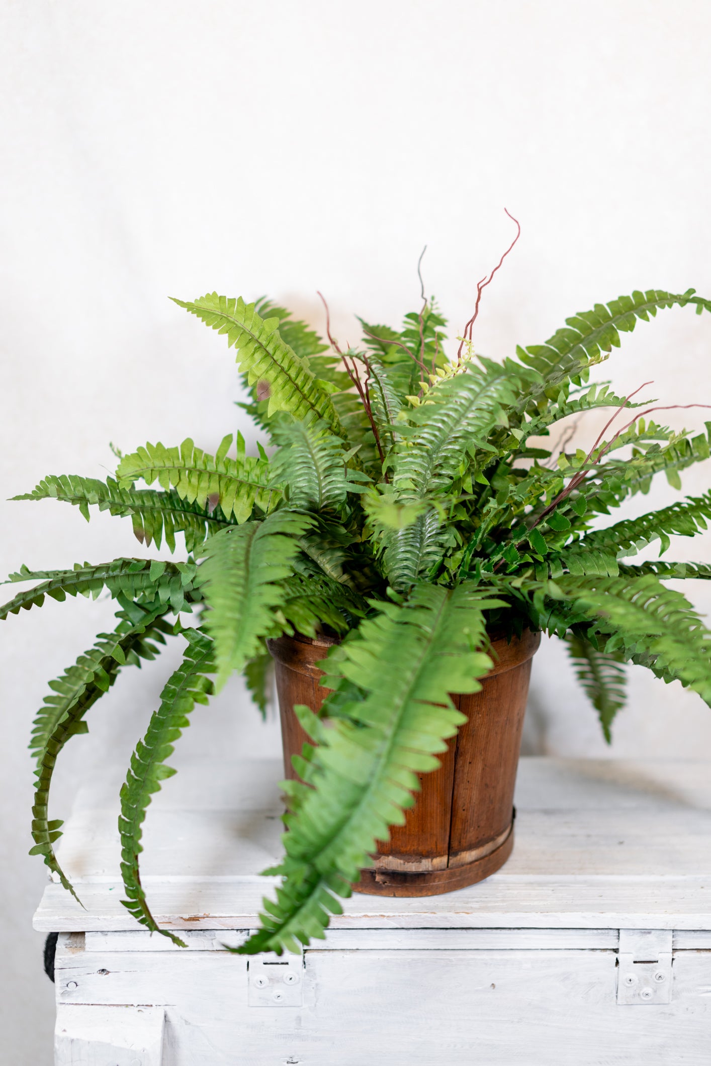 Boston Fern Estate Medium