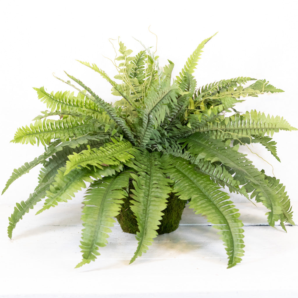 Estate Boston Fern UV Resistant Bush Medium Drop In