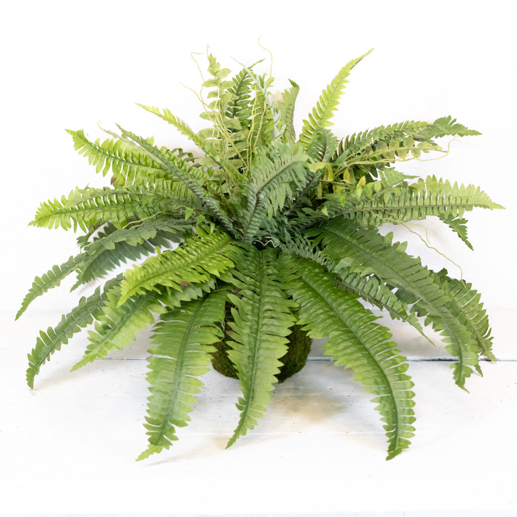 Estate Boston Fern UV Resistant Bush Medium Drop In