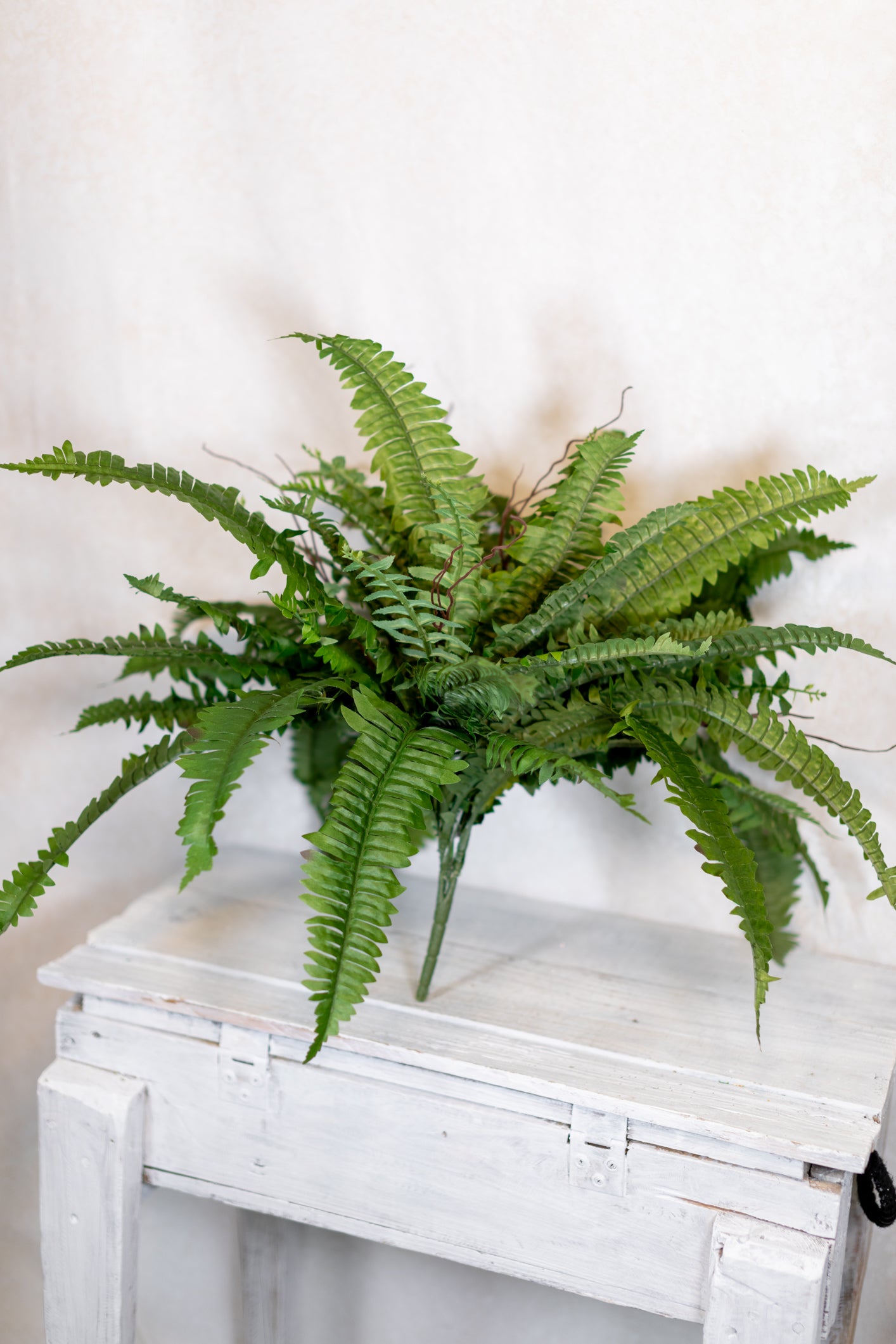 Boston Fern Estate Medium