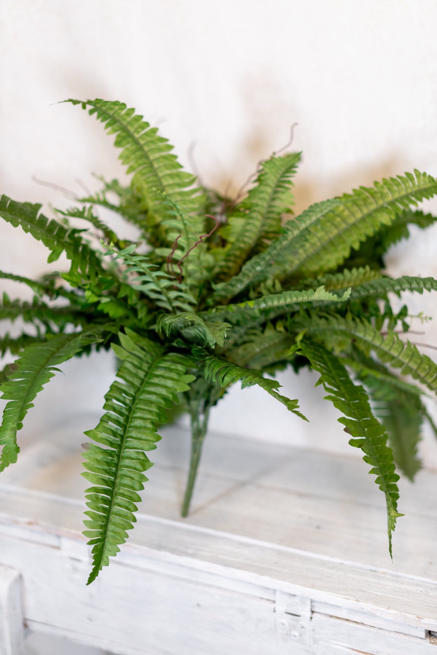 Boston Fern Estate Medium