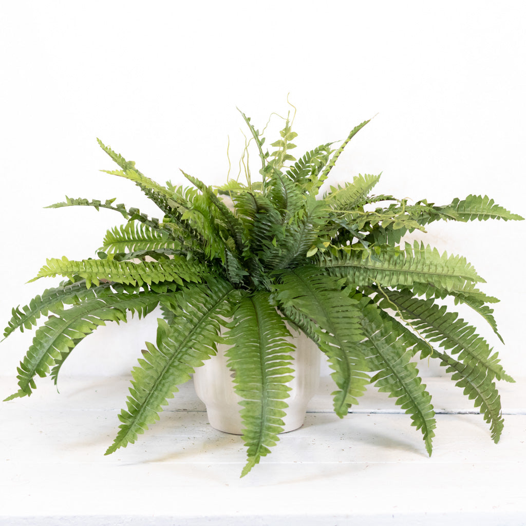 Estate Boston Fern UV Resistant Bush Medium Drop In