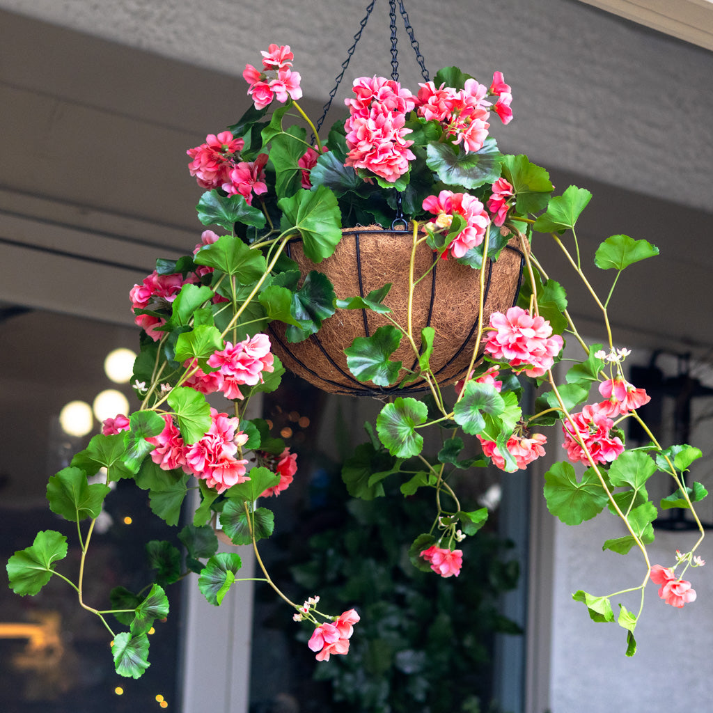 UV Salmon Geranium Hanging Basket