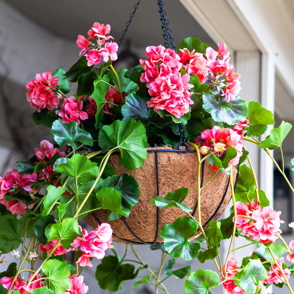 UV Salmon Geranium Hanging Basket