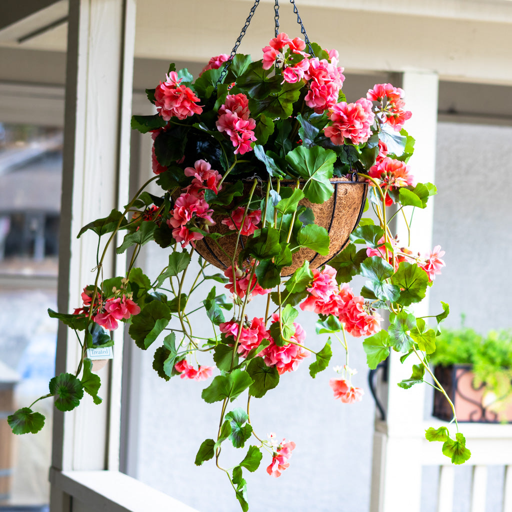 UV Salmon Geranium Hanging Basket