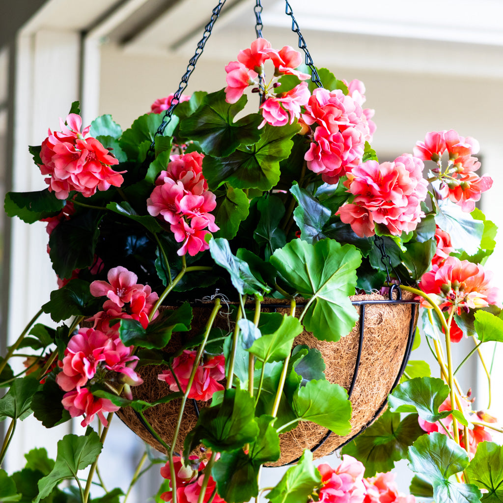 UV Salmon Geranium Hanging Basket