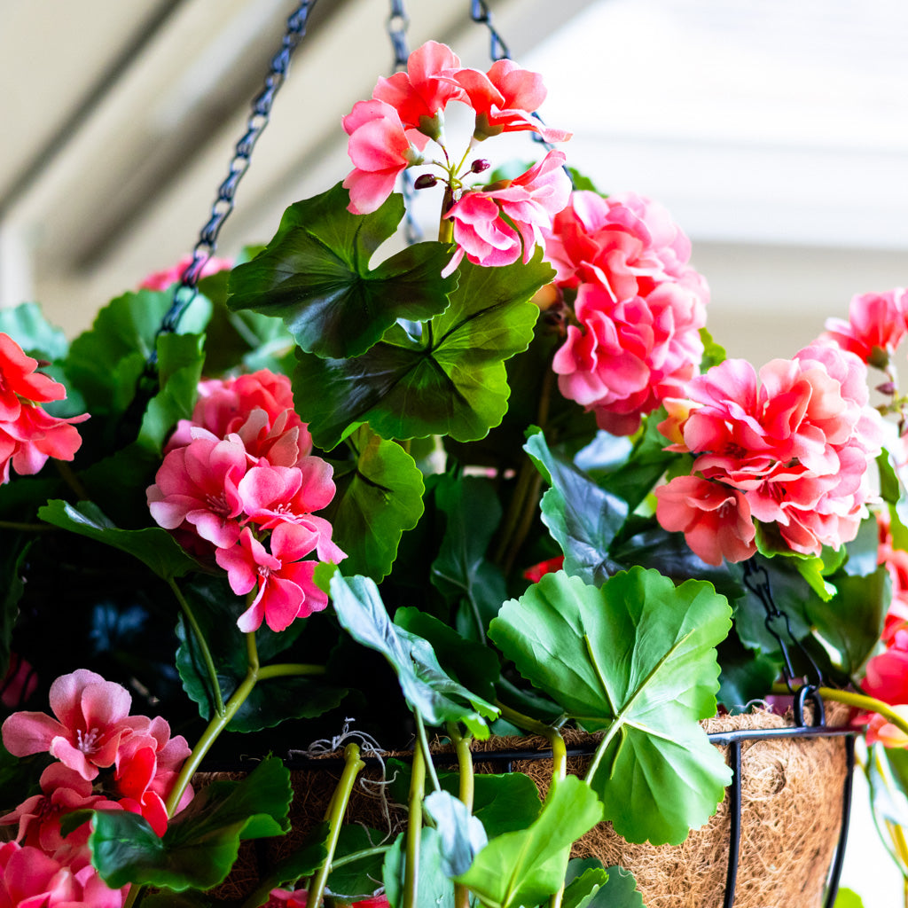 UV Salmon Geranium Hanging Basket