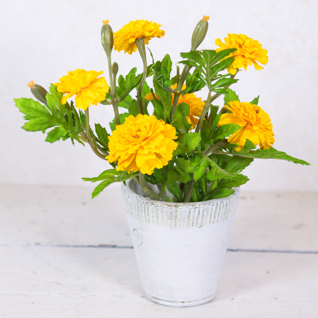 Marigold Yellow Bundle