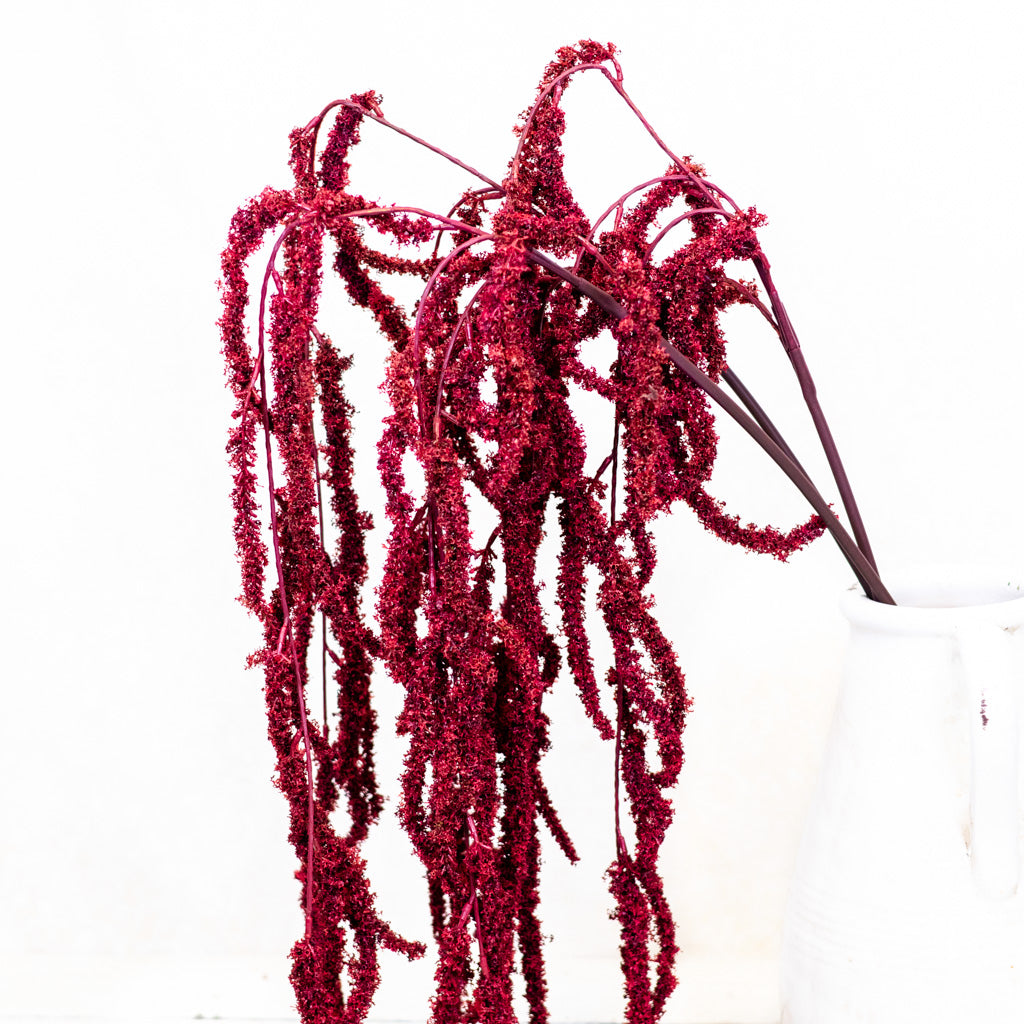 Wine Amaranthus Hanging Spray