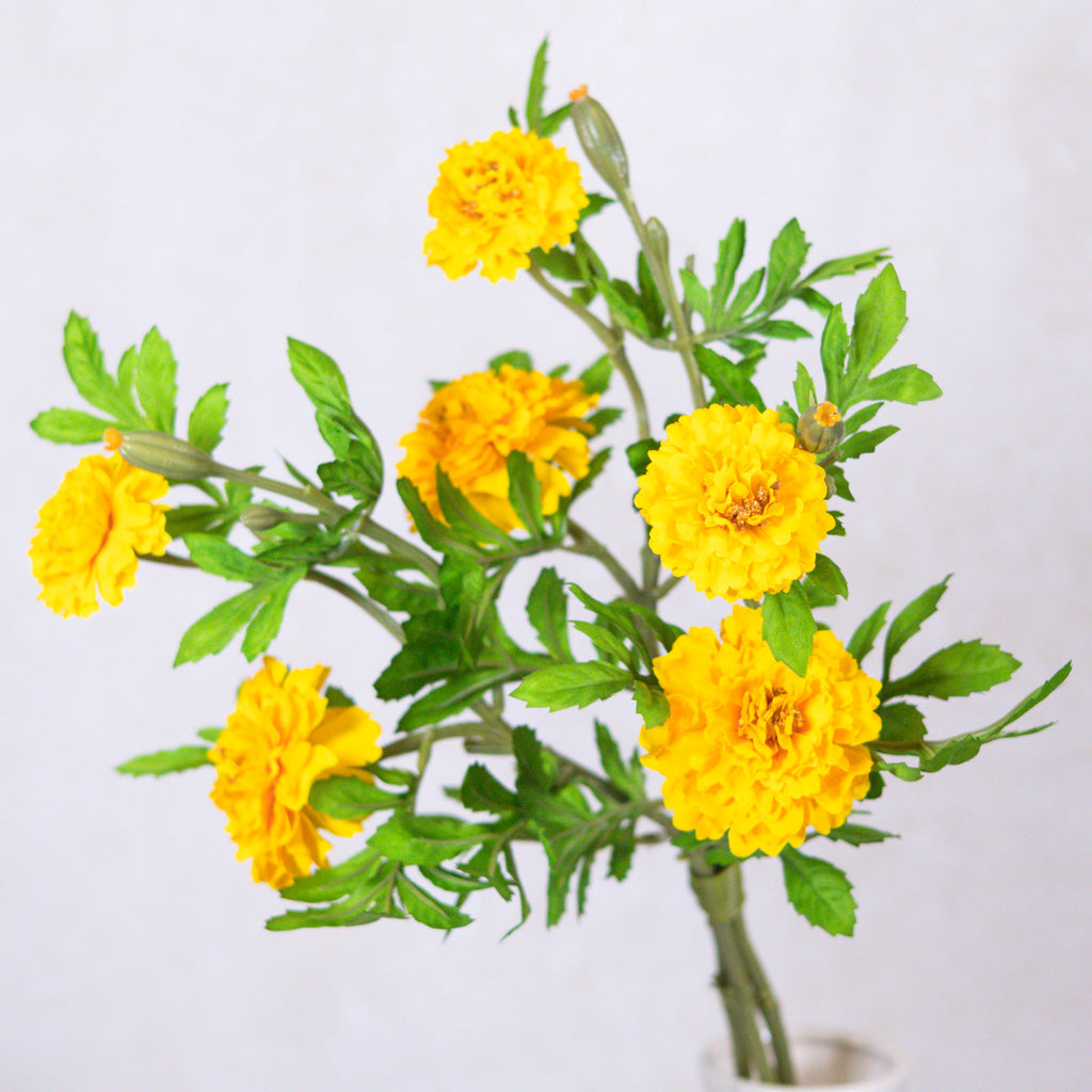 Marigold Yellow Bundle