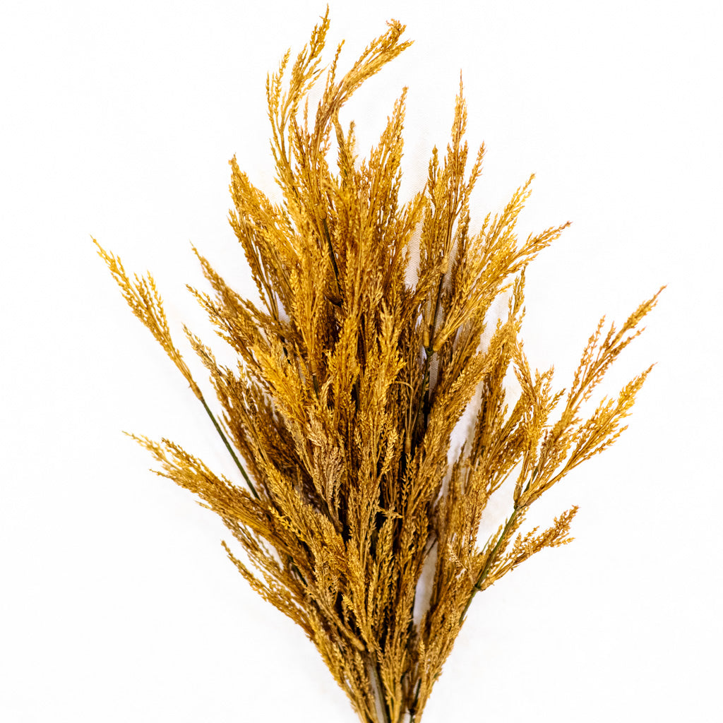 Dark Gold Wheat Bush