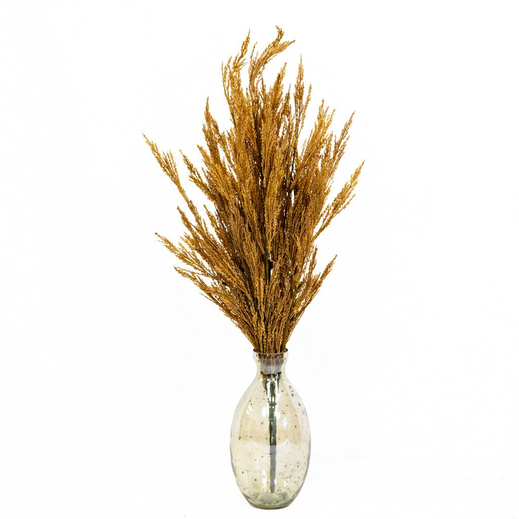 Dark Gold Wheat Bush