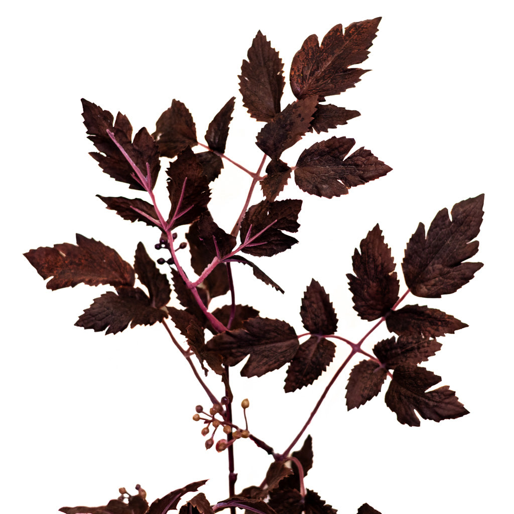 Autumn Wine Ruscus with Berry Spray